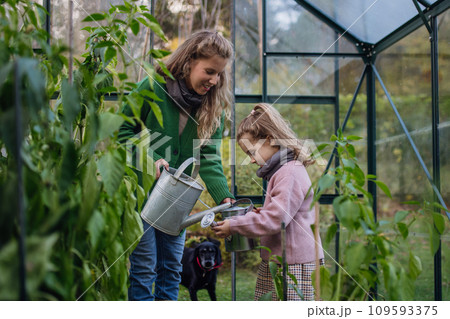Little girl and mother watering plants in garden, using collected rainwater. Concept of water conservation in garden and family gardening. 109593375