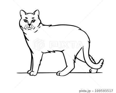 Cat. Hand drawn style. Sketch vector illustration isolated on a white background 109593517