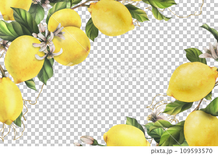 Lemons are yellow, juicy, ripe with green leaves, flower buds on the branches, whole and slices. Watercolor, hand drawn botanical illustration. Frame, template on a white background 109593570