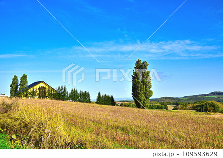 北海道美瑛のケンとメリーの木 109593629