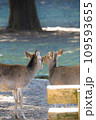 仲睦まじい鹿たち 109593655