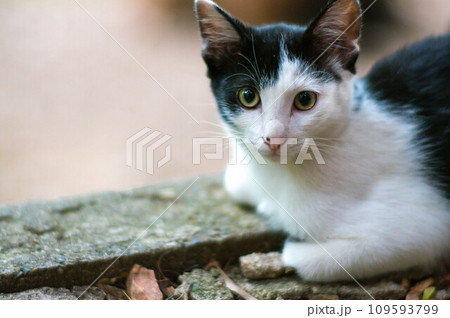 日本の森で穏やかな時間を過ごす可愛らしい子猫 109593799