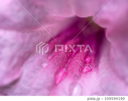 Delicate pink petals of the Wild Petunia flower Delicate pink petals of the Wild Petunia flower 109594190