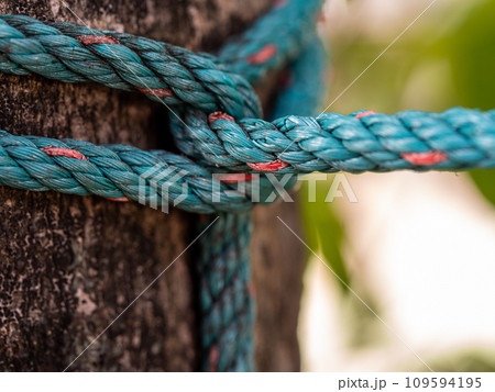 The nylon rope was tightly tied to the big tree The nylon rope was tightly tied to the big tree 109594195