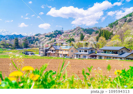 【里山の春】小川村・二反田の桜【長野県】 109594313