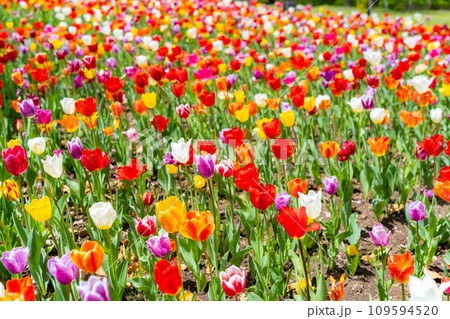 【花素材】一面のチューリップ畑【長野県】 109594520