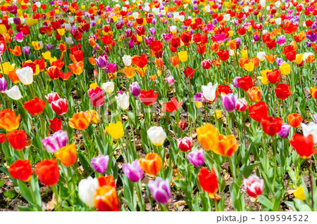 【花素材】一面のチューリップ畑【長野県】 【花素材】一面のチューリップ畑【長野県】 109594522
