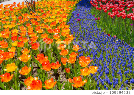 【花素材】一面のチューリップ畑【長野県】 【花素材】一面のチューリップ畑【長野県】 109594532
