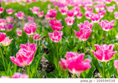 【花素材】一面のチューリップ畑【長野県】 109594539