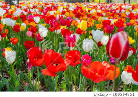 【花素材】一面のチューリップ畑【長野県】 【花素材】一面のチューリップ畑【長野県】 109594551