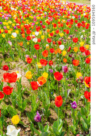 【花素材】一面のチューリップ畑【長野県】 109594560