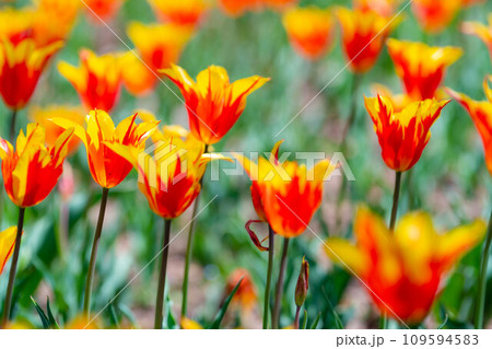【花素材】一面のチューリップ畑【長野県】 109594583