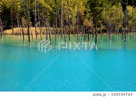 北海道美瑛の青い池 北海道美瑛の青い池 109594784