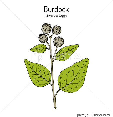 Burdock, Arctium lappa, or beggars buttons, medicinal plant Burdock, Arctium lappa, or beggars buttons, medicinal plant 109594929