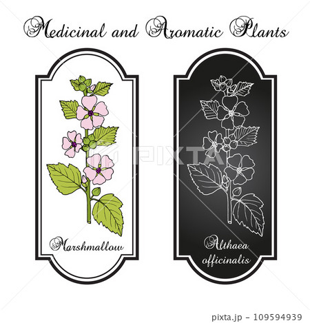 Marsh mallow or marshmallow (Althaea officinalis), medicinal and ornamental plant 109594939