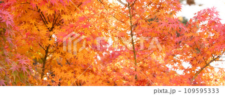 楓 カエデ メープル 109595333