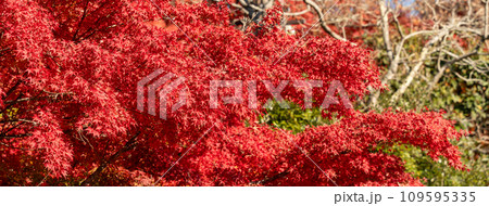 楓 カエデ メープル 109595335
