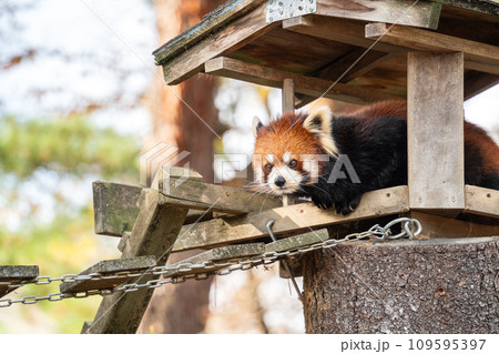 レッサーパンダ 小熊猫 アカパンダ 109595397