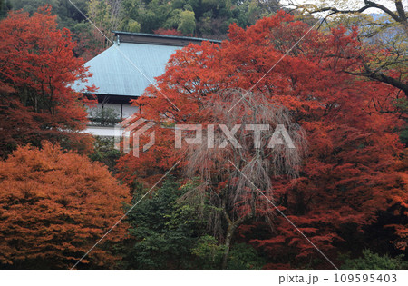 紅葉の名所「四国別格二十霊場第十番札所西山興隆寺」客殿・庫裡（本坊） 109595403