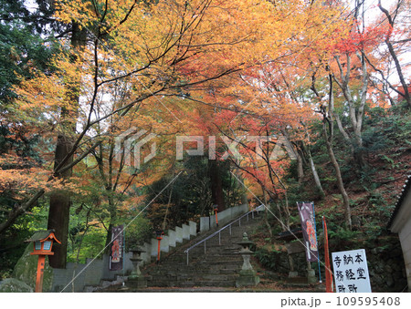 紅葉の名所「四国別格二十霊場第十番札所西山興隆寺」勅使門前から見る参道 紅葉の名所「四国別格二十霊場第十番札所西山興隆寺」勅使門前から見る参道 109595408