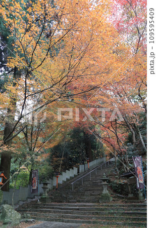 紅葉の名所「四国別格二十霊場第十番札所西山興隆寺」勅使門前から見る参道 紅葉の名所「四国別格二十霊場第十番札所西山興隆寺」勅使門前から見る参道 109595409