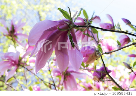 Magnolia flowers of purple color against the background of branches of flowering trees and blue sky, in the park, spring season Magnolia flowers of purple color against the background of branches of flowering trees and blue sky, in the park, spring season 109595435