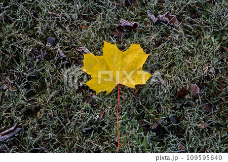 Sycamore Tree Leaf on a Frosty Forest Floor in Winter Sycamore Tree Leaf on a Frosty Forest Floor in Winter 109595640