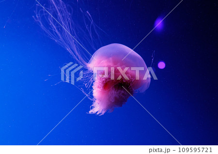 macro of a beautiful jellyfish cyanea capillata macro of a beautiful jellyfish cyanea capillata 109595721