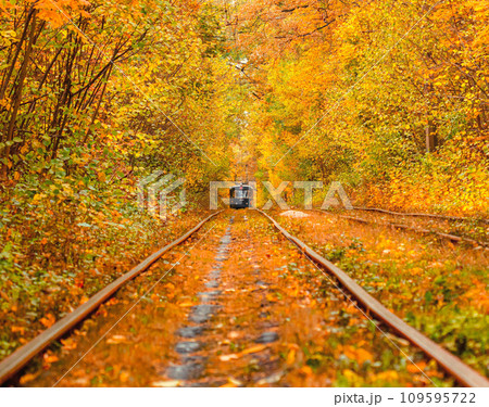 Autumn forest through which an old tram rides (Ukraine) 109595722