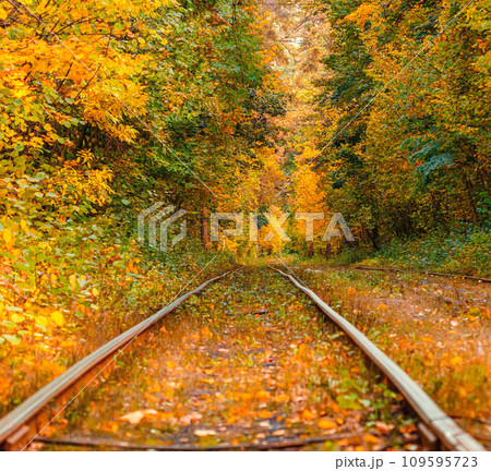 Autumn forest through which an old tram rides (Ukraine) 109595723