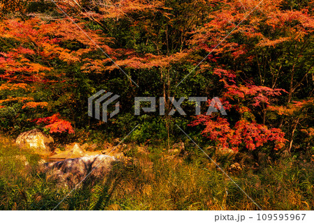 秋の豪渓、紅葉 秋の豪渓、紅葉 109595967