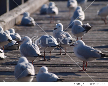 flock of seagulls on the pier at the beach flock of seagulls on the pier at the beach 109595986