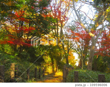 池上本門寺公園の紅葉 109596006