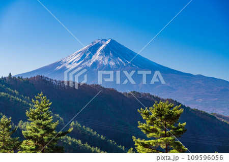 （山梨県）朝日を浴びて光る松林、富士山 109596056