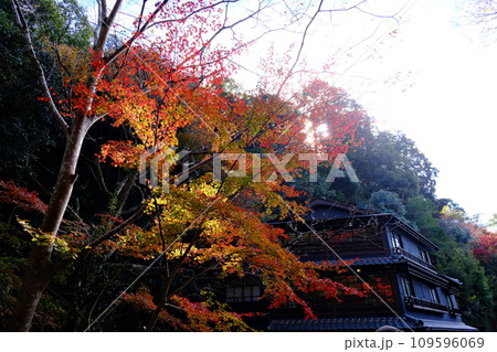 【箕面】見頃の美しい紅葉 109596069