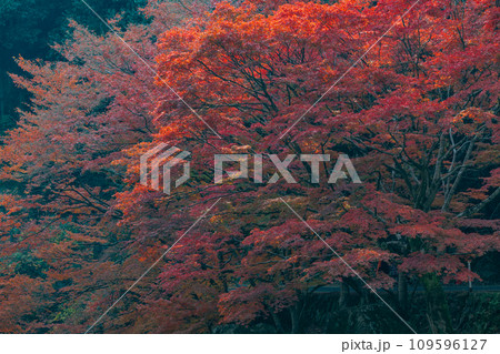 秋の豪渓、紅葉 秋の豪渓、紅葉 109596127