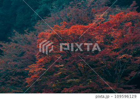 秋の豪渓、紅葉 秋の豪渓、紅葉 109596129