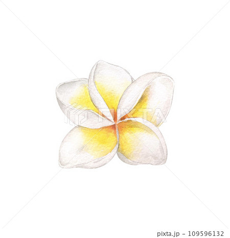 Watercolor illustration - tropical flower plumeria. isolated on white background. For textile, wallpaper, cosmetics design. 109596132