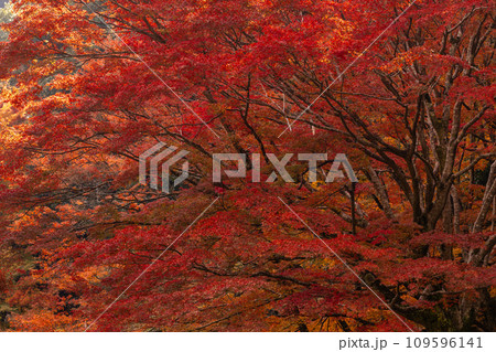 秋の豪渓、紅葉 109596141