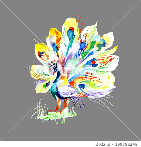 Colorful peacock for print and wallpaper design. Watercolor hand drawing. Beautiful bird painting on gray background. Turquoise, blue, green feather abstract illustration 109596248