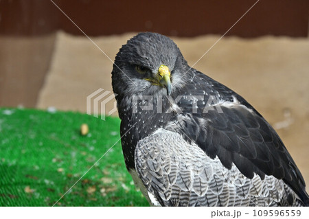 松江フォーゲルパークより 109596559