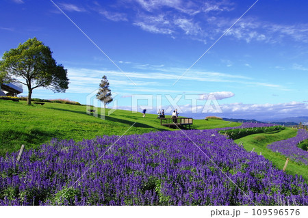 青い空とサルビア 109596576