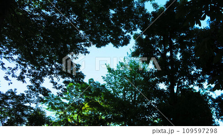 森の中で頭上を見上げたときの風景 森の中で頭上を見上げたときの風景 109597298