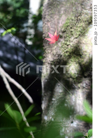 参道のクモの巣と紅葉 109597353