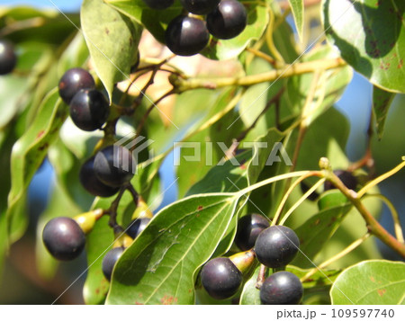 クスノキの実 クスノキの実 109597740