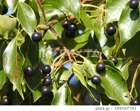 クスノキの実 クスノキの実 109597741
