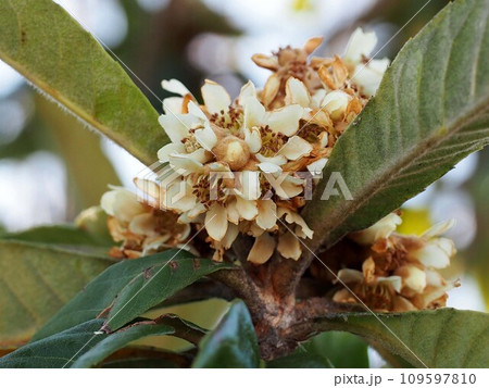 白いビワの花とつぼみのクローズアップ 109597810