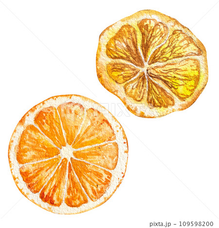 a slice of orange and a slice of dried lemon, hand drawn watercolor illustration of orange and lemon a slice of orange and a slice of dried lemon, hand drawn watercolor illustration of orange and lemon 109598200