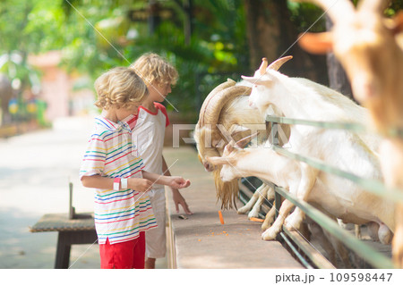 Kids feed animals at petting zoo. Kids feed animals at petting zoo. 109598447