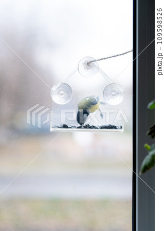 titmouse has seeds in a transparent feeder, in winter, copy space. Bird care in winter titmouse has seeds in a transparent feeder, in winter, copy space. Bird care in winter 109598526